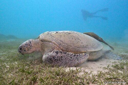 Green Sea Turtle — seen at this dive site