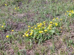 Ficaria verna calthifolia