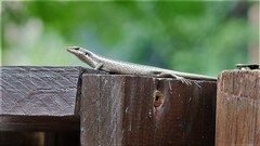 Trachylepis punctatissima