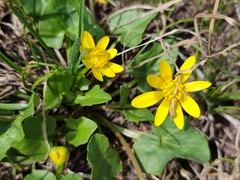 Ficaria verna calthifolia