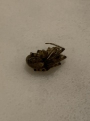 Zygiella x-notata