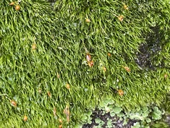 Dicranella heteromalla