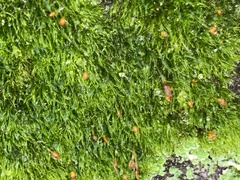 Dicranella heteromalla