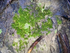 Dicranella heteromalla