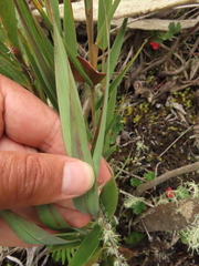 Chusquea tessellata