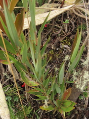 Chusquea tessellata