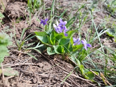Viola ambigua