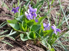 Viola ambigua