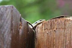 Trachylepis punctatissima