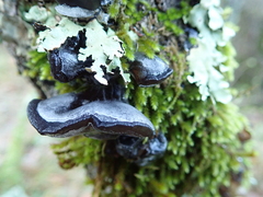 Auricularia auricula-judae