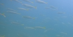 Trachurus novaezelandiae