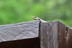 Trachylepis punctatissima