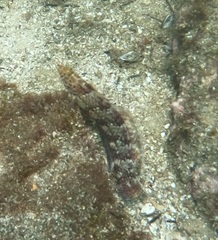 Eupetrichthys angustipes