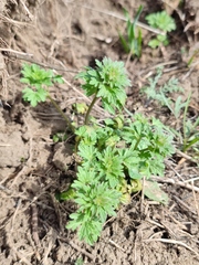 Lamium amplexicaule orientale