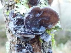 Auricularia auricula-judae