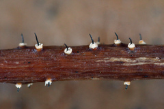 Ambarignomonia petiolorum