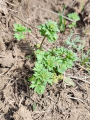 Lamium amplexicaule orientale