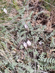 Astragalus testiculatus