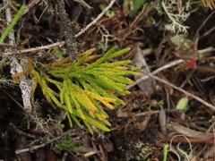 Diphasiastrum thyoides