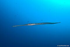 Reef Cornetfish photo 3