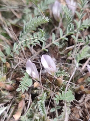 Astragalus testiculatus