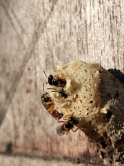 Tetragonisca angustula