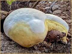 Ganoderma destructans