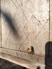 Tetragonisca angustula