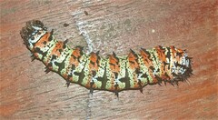 Gonimbrasia belina