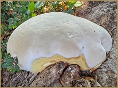 Ganoderma destructans