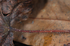 Ambarignomonia petiolorum