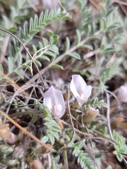 Astragalus testiculatus