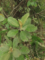 Linochilus tenuifolius