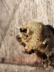 Tetragonisca angustula