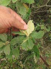 Linochilus tenuifolius