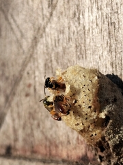 Tetragonisca angustula