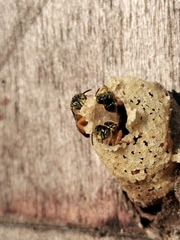 Tetragonisca angustula