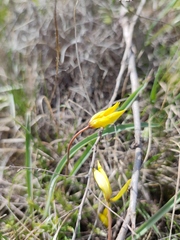Tulipa sylvestris australis
