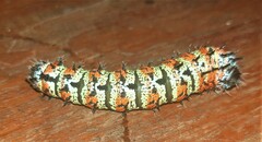 Gonimbrasia belina