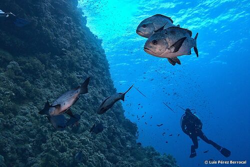 Black-and-white Snapper