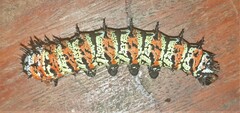 Gonimbrasia belina
