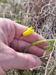 Tulipa sylvestris australis