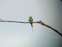 Merops viridissimus