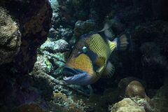 Balistoides viridescens