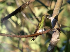Boissonneaua flavescens