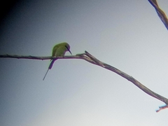 Merops viridissimus