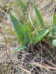 Tulipa suaveolens