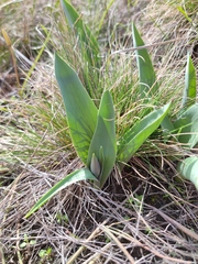 Tulipa suaveolens