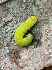 Phlogophora meticulosa