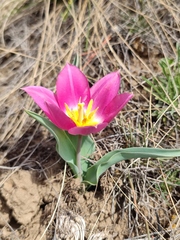 Tulipa suaveolens